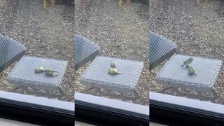 Pequeña ave “reanima” a compañero que impactó contra una superficie de vidrio