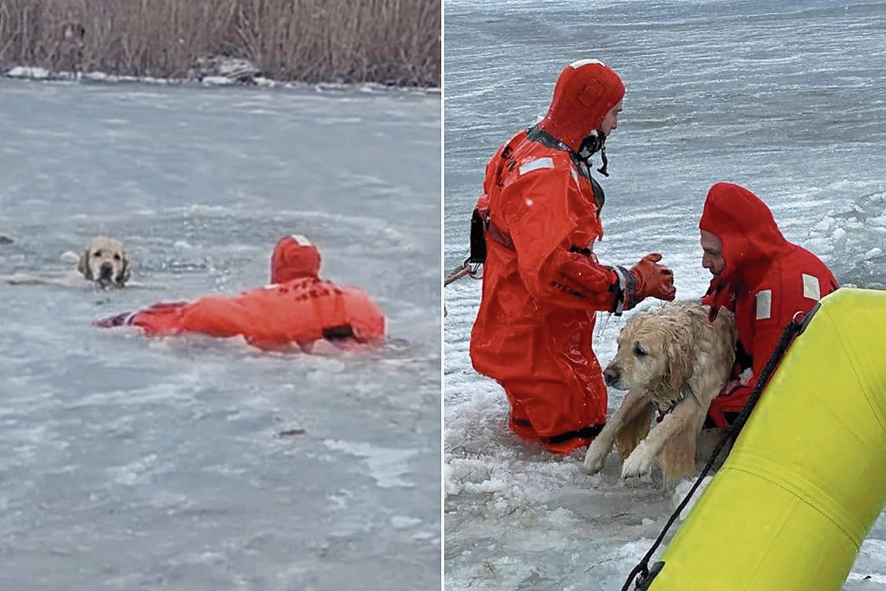 Perro no ladró ni lloró durante el esforzado rescate de los bomberos.