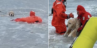 Perro no ladró ni lloró durante el esforzado rescate de los bomberos.