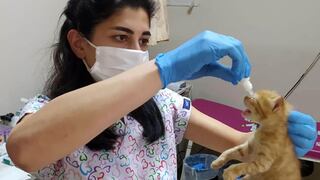 Turquía: una gata llevó a sus tres crías hasta una clínica para que los atiendan | VIDEO