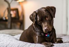 ¿Tú mascota convulsiona o se desorienta?: Reconoce estos síntomas para identificar si padece una enfermedad neurológica