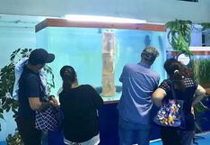 El acuario más grande del Perú está ubicado en el distrito de Comas: Conoce todo sobre este espectáculo marino