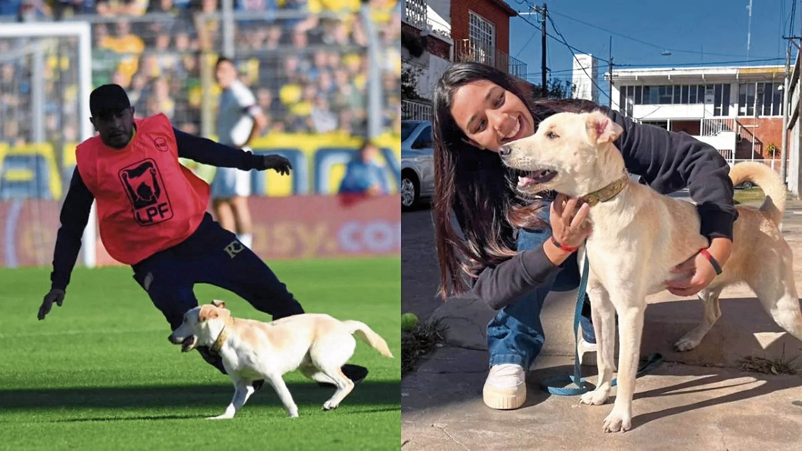 El perrito Coco, un cachorro mestizo de ocho meses, se mostró muy amistoso en la cancha de fútbol.