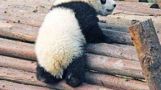 Nacen lindos pandas gemelos en zoológico de Francia