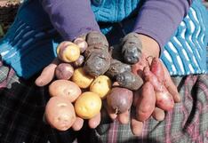 Alistan fiesta por Día de la Papa: ¿Qué variedades son las más consumidas?