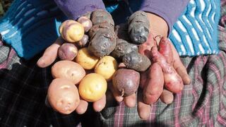 Alistan fiesta por Día de la Papa: ¿Qué variedades son las más consumidas?