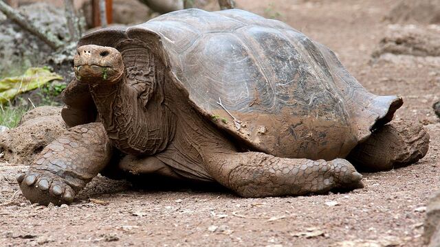 Rara tortuga se reproduce cada vez más en isla de las Galápagos 