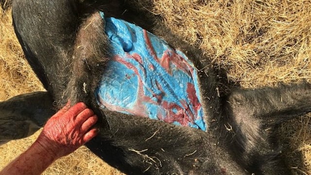 EEUU: Cazaron un cerdo y descubrieron algo alucinante en su interior [FOTOS]