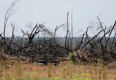 Cada minuto desaparecen el equivalente a seis canchas de fútbol de bosque amazónico
