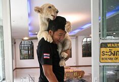Criar leones en casa como si fueran gatitos es la última moda