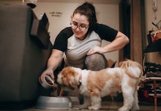 ¿Qué hacer si su perro o gato no quiere comer?
