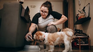 ¿Qué hacer si su perro o gato no quiere comer?