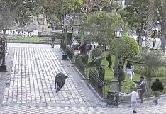 Toro causa pánico en Plaza de Armas de Ayacucho