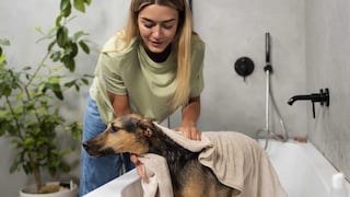 ¿Cómo bañar a un perro en casa?