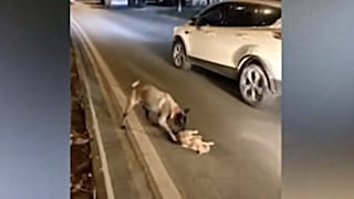 Desgarrador: un perro intentó “reanimar” a un gato que acababa de ser atropellado