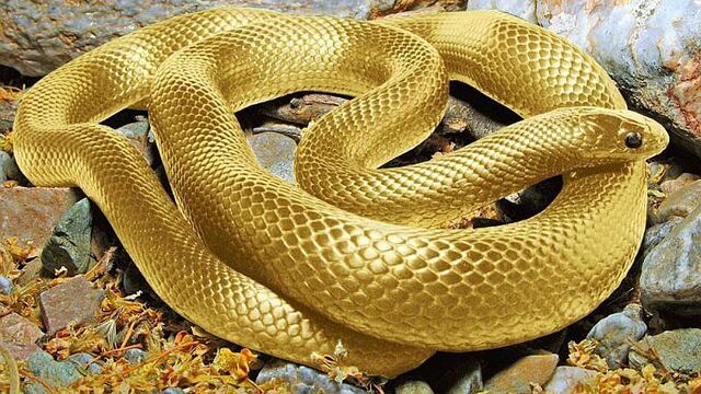 ¡Interesante! ¿Qué significa soñar con serpientes?