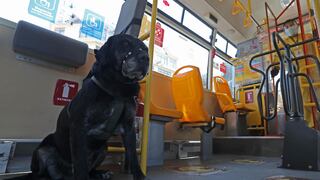 Don Alonso, el perro que ama viajar en bus y conoce paraderos y rutas │FOTOS