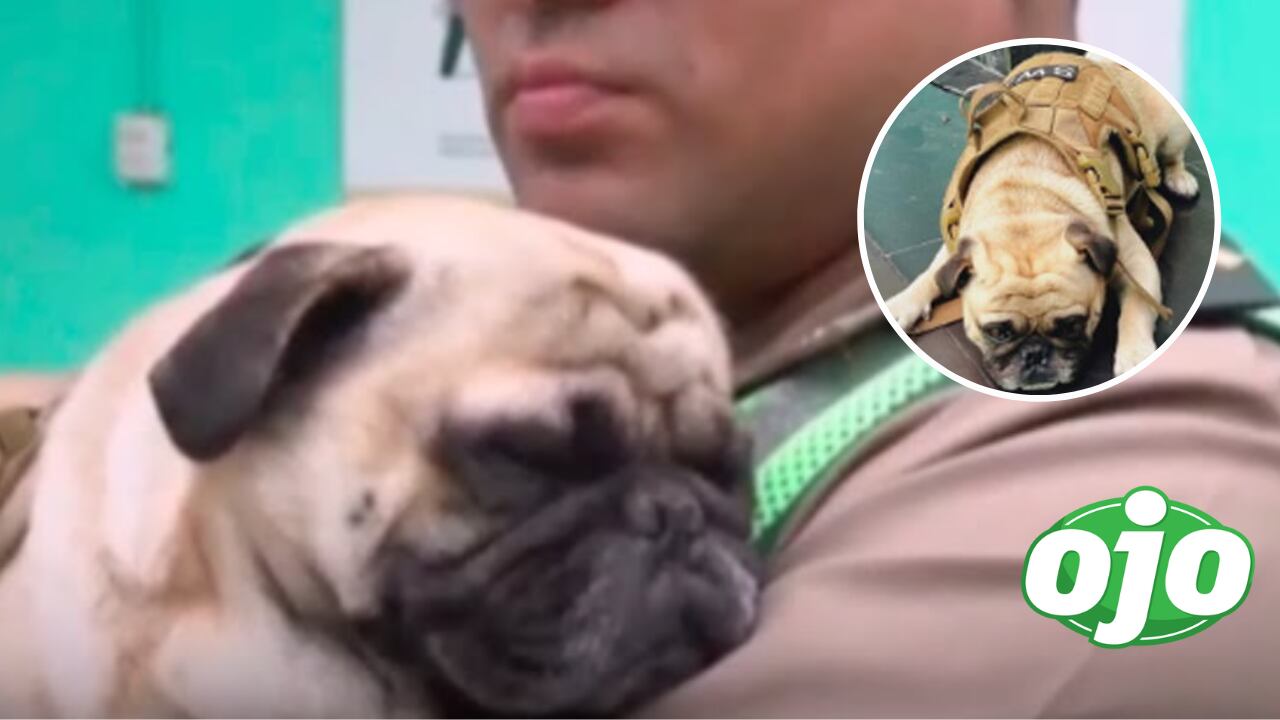 Policía quiere adoptar a perrito pug que fue maltratado por su dueño