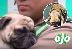 Breña: Policías de la comisaría de Chacra Colorada quieren cuidar al perrito pug maltratado por su dueño