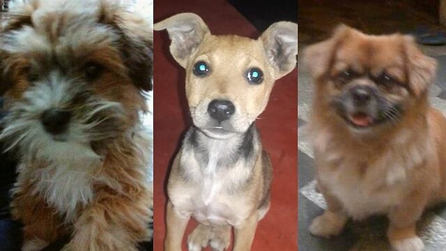 Mascotas perdidas: 3 casos de animales extraviados que te romperán el corazón