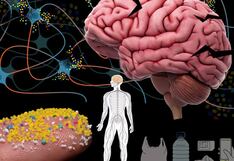 Comer para vivir: La amenaza silenciosa de los microplásticos en el cerebro