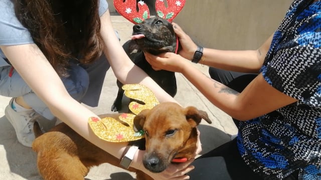 ¡Qué tiernos!: Promueven como regalos de Navidad a perritos y gatitos bien sanitos