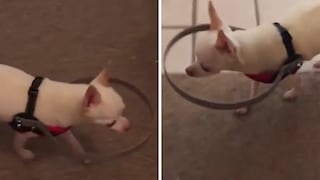 Encuentran solución para que un perrito ciego logre caminar libremente (VIDEO)