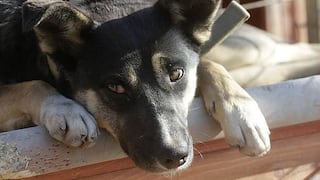 ​China anuncia una 'política de perro único' por cada familia