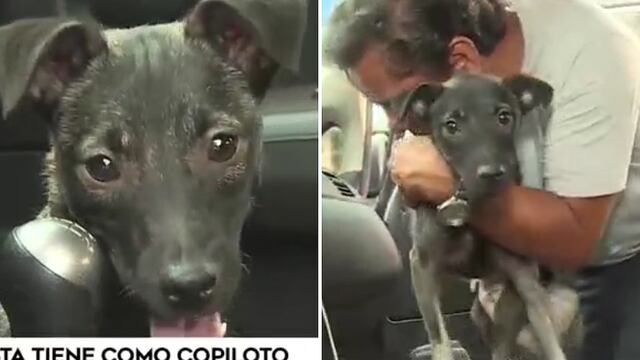 Taxista rescata a perrito atropellado que quedó paralítico y lo lleva como copiloto (VIDEO)