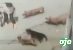 Madre y su hija sufren brutal ataque de cinco perros en San Juan de Lurigancho (VIDEO)