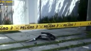 San Isidro: pelícano muere en puerta de casa y propietaria no sale por varias horas por temor a contagio 