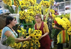Regalarán flores amarillas por la llegada de la primavera