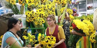Regalarán flores amarillas por la llegada de la primavera