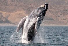 Avistamiento de ballenas jorobadas en el Norte: todo lo que debes saber