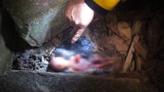 Junín: Hallan cadáver de un recién nacido en descampado 