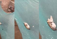 “Tienen más vida amorosa que yo”: gatitos protagonizan tierno abrazo mientras descansan