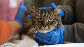 Una gata viejita sale viva tras caer desde 120 metros de altura