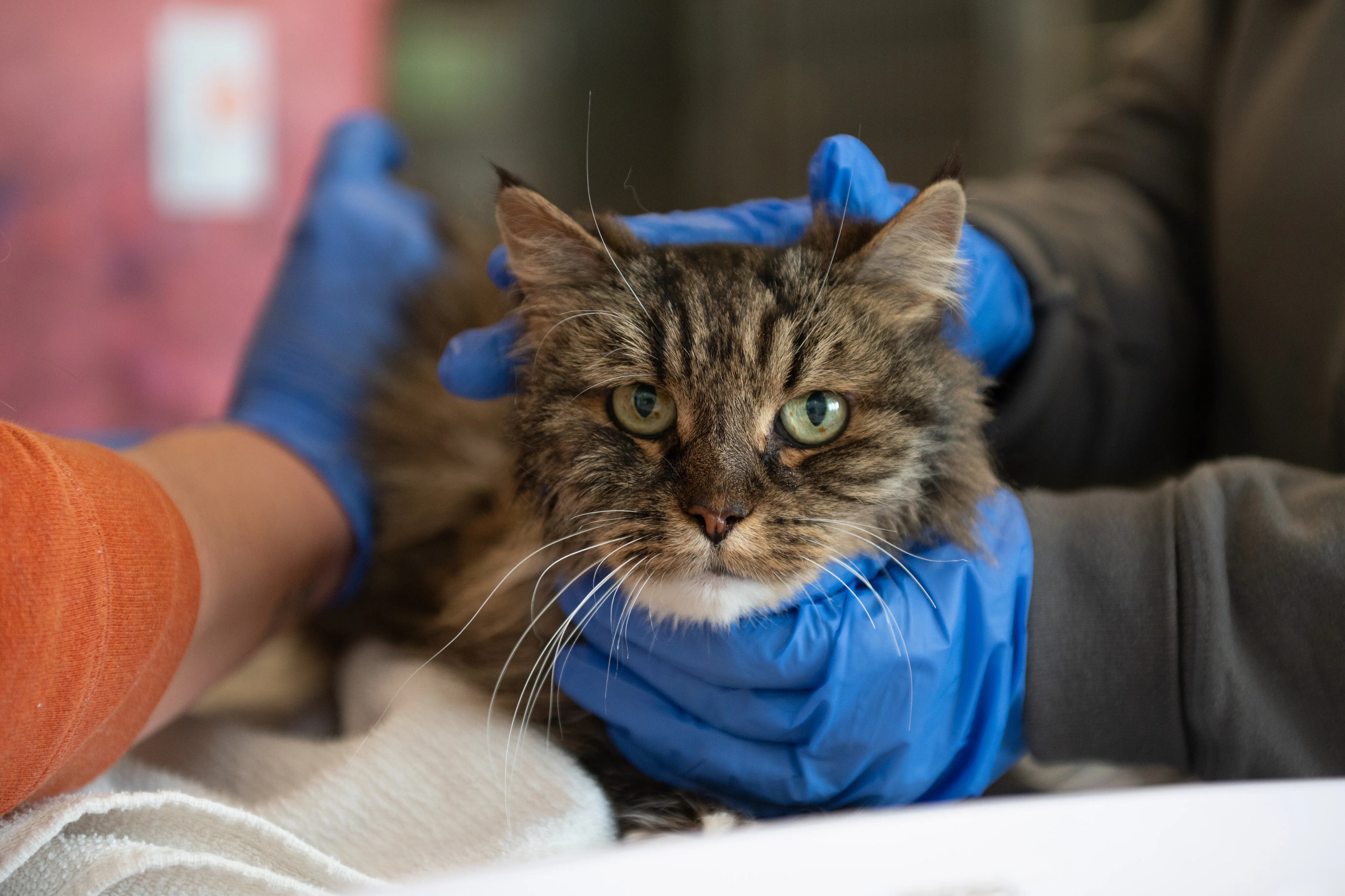 La gata sale viva de algo que parece increíble.