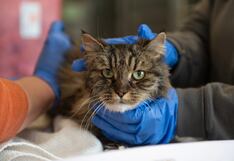 Una gata viejita sale viva tras caer desde 120 metros de altura