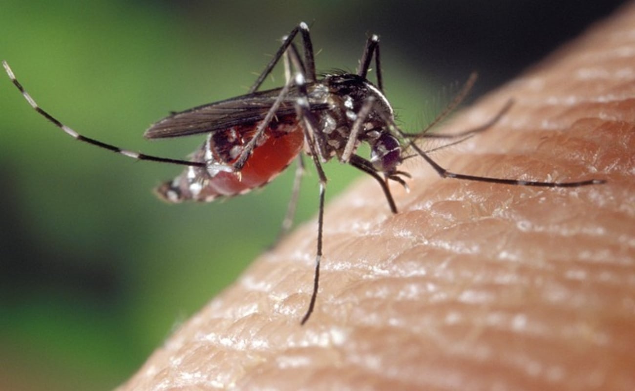 Dengue en el Perú: recomendaciones que debes seguir para evitar las picaduras de mosquitos. (Foto: Pixabay)