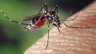 “No hay estrategia contra el dengue”