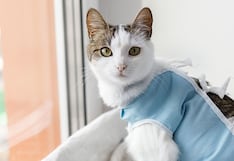 Esterilización animal: mitos y verdades asociados con este procedimiento