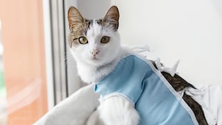 Esterilización animal: mitos y verdades asociados con este procedimiento