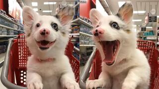 Una perrita conoció por primera vez el supermercado y su reacción es la más divertida que verás en el día