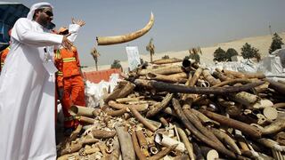 Emiratos Árabes destruye 10 toneladas de marfil en lucha contra traficantes