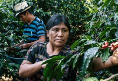 Productores cafetaleros, héroes climáticos: Iniciativa “Asombrate” que paga a los productores por capturar carbono