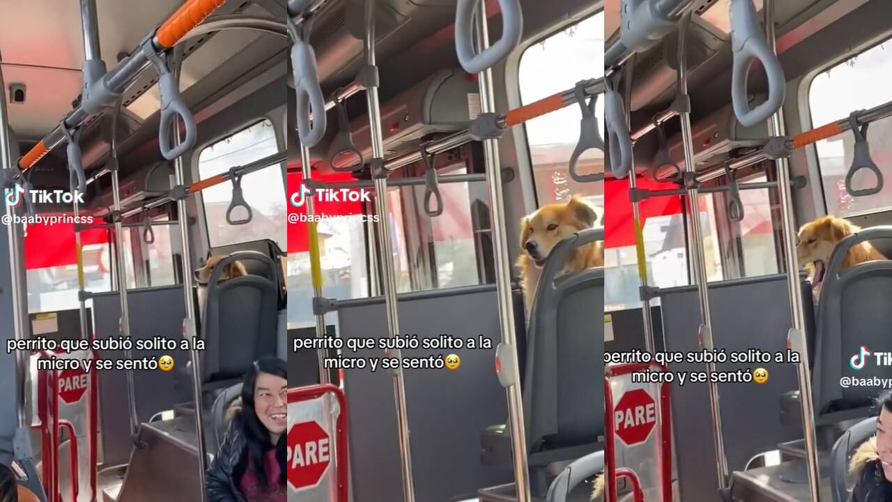 Perrito sube al bus y toma un asiento como un pasajero. (Foto: composición EC)