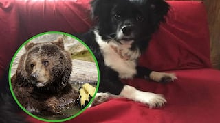 Perrito salvó a su dueña de ser atacada por un oso (FOTOS)