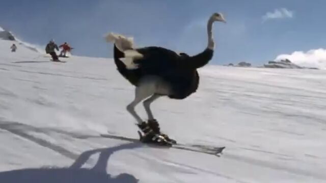 Avestruces en esquíes “demuestran su talento” realizando saltos triples y otros trucos sobre la nieve
