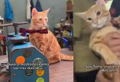 ‘Sony’, el gatito que vive con los reos del penal Ancón 1, enternece las redes: “Le encontraron arena para gato”